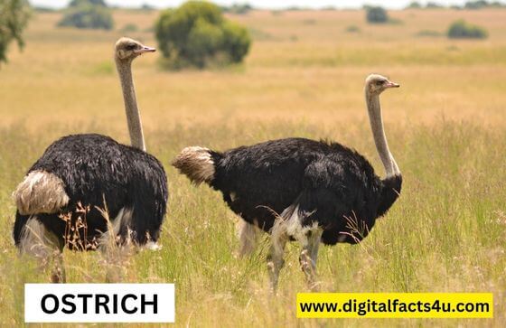 ostrich facts in Hindi 