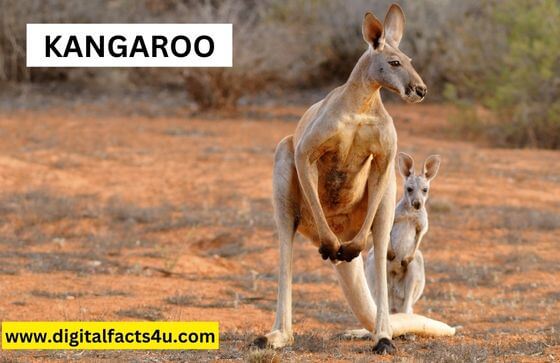 Kangaroo animals facts in Hindi 