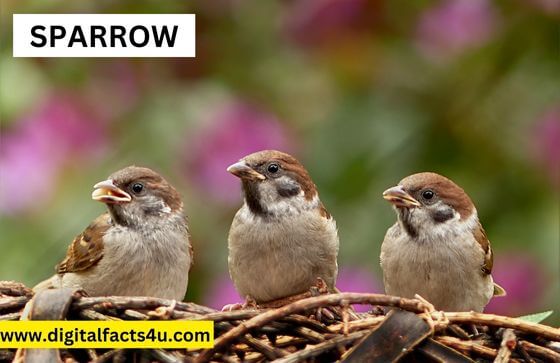 sparrow information in Hindi 