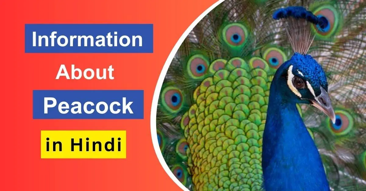 Information about peacock in Hindi