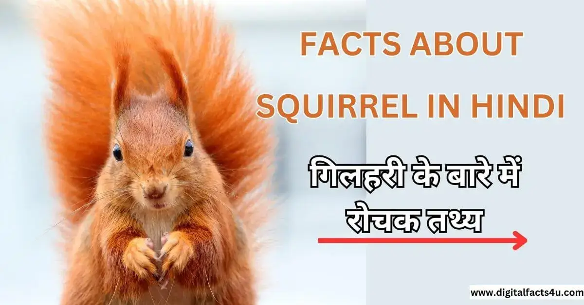 Facts About squirrel in Hindi
