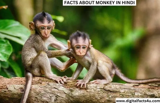 Facts About Monkey in Hindi