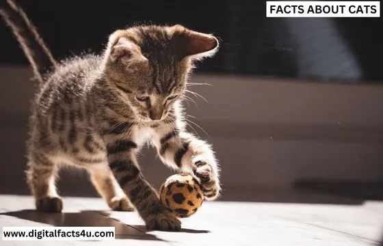 Facts about cats