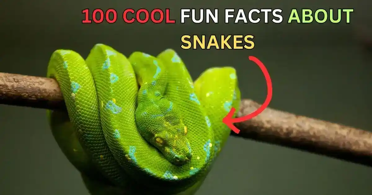 fun facts about snakes