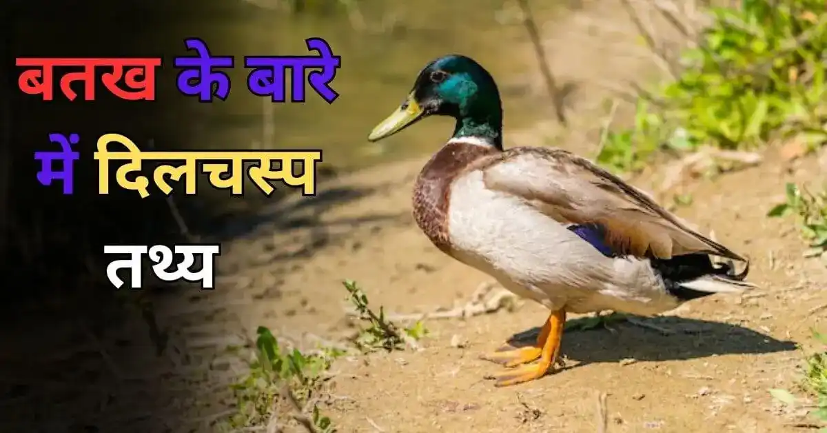 about duck in Hindi