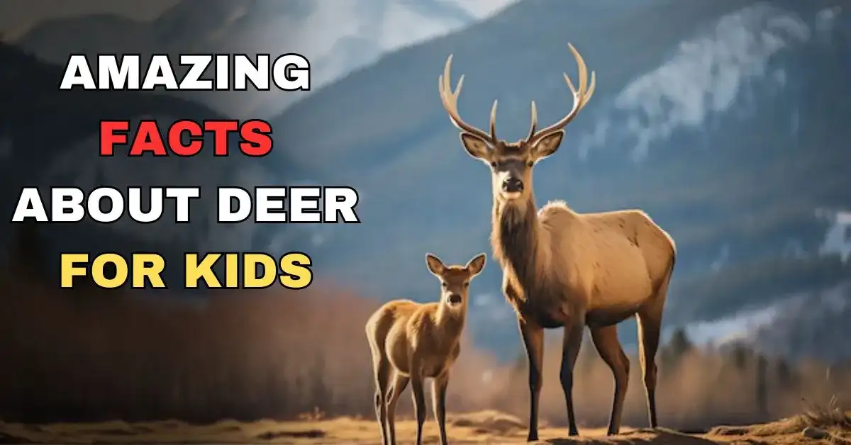 Facts about deer