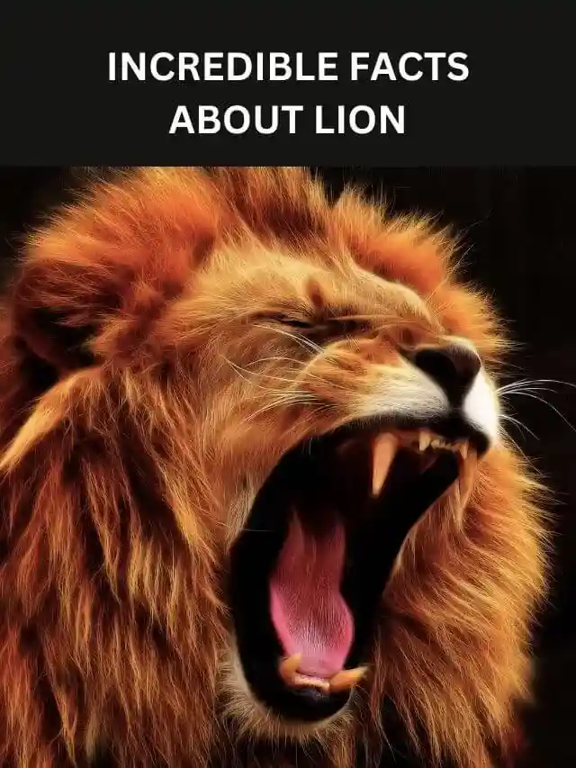 6 Mind blowing facts about Lions which are unbelievable.