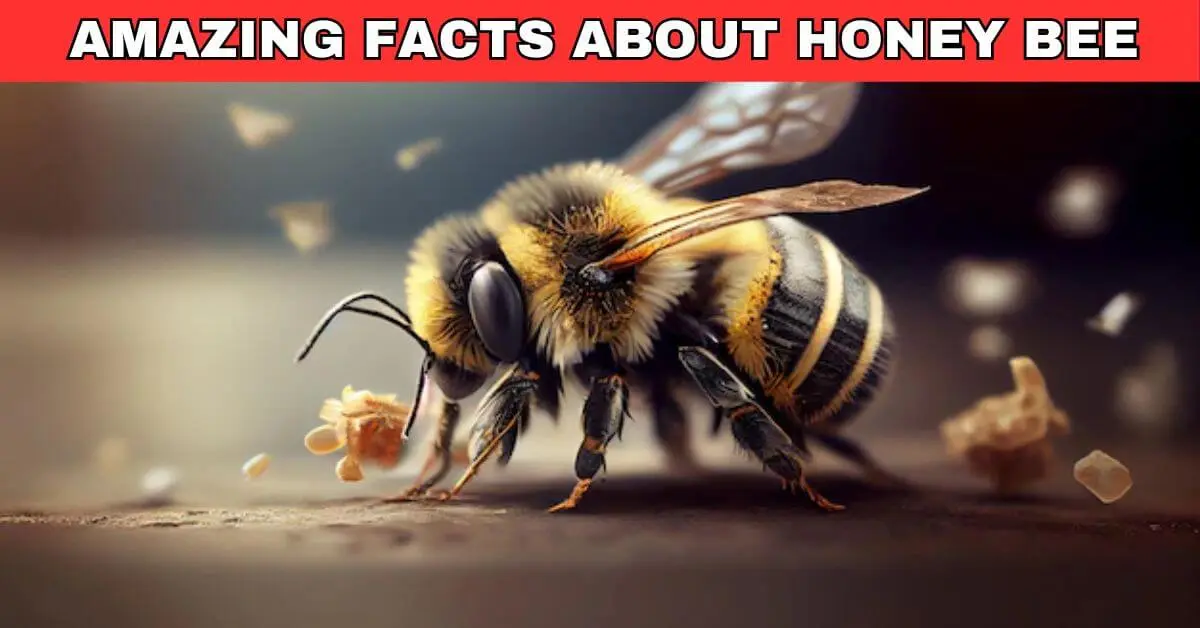 facts about bees